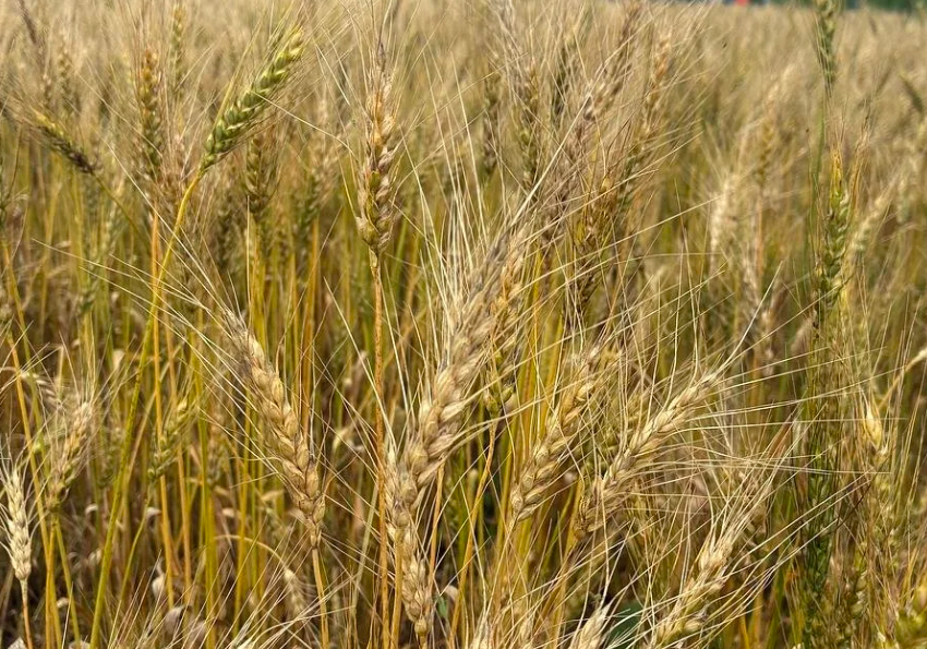 SobaSparkle @ Elevating Grains: A Hudson Valley Grain Fair