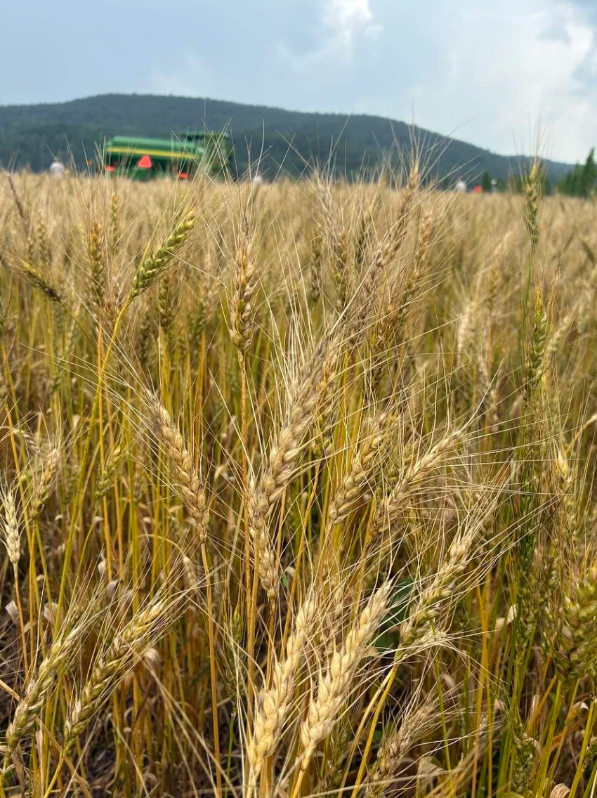 SobaSparkle @ Elevating Grains: A Hudson Valley Grain Fair