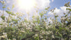 Background video of buckwheat flower field with sun shining.